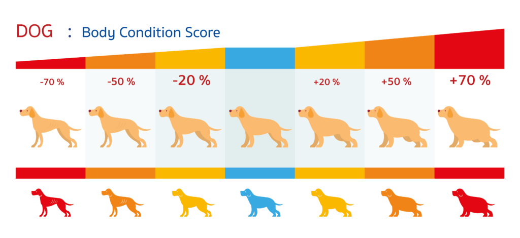 A graphic for evaluating an animal's body condition using the Body Condition Score (BCS).